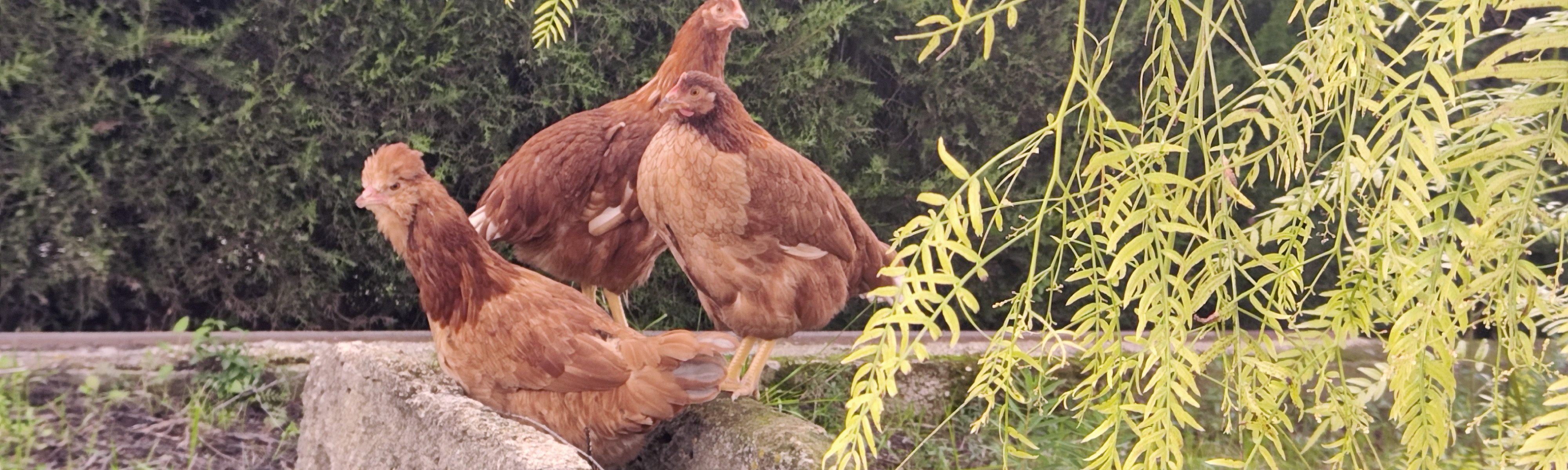 Gallinas felices en Mi Gallina Feliz
