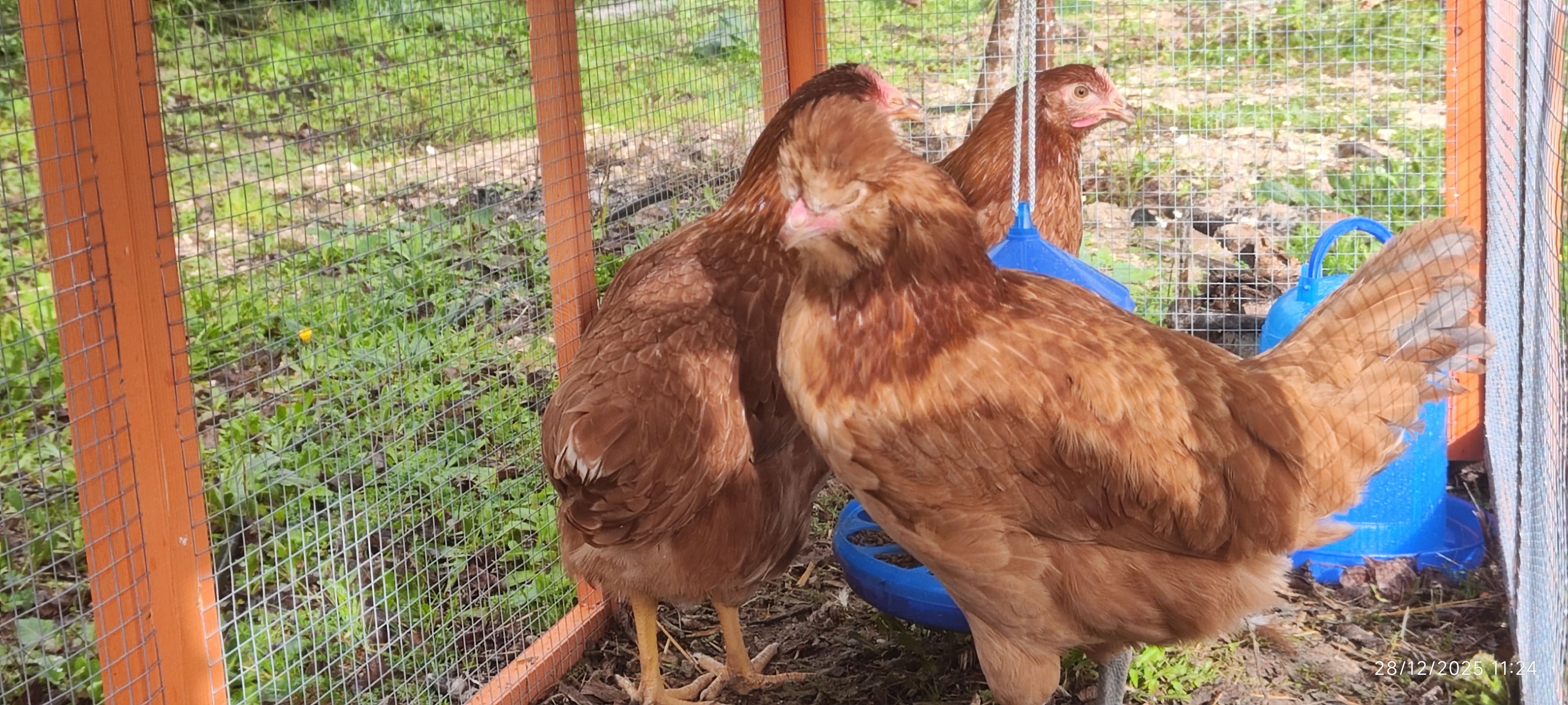 Gallina G05